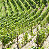 Italy - Piedmont region. Barbera vineyard