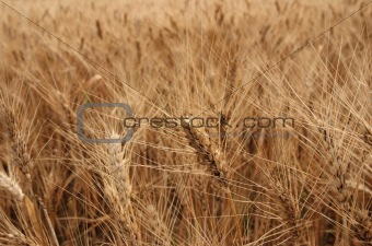 ripe rye field 