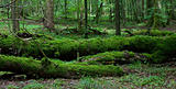 Dead broken trees moss wrapped