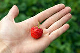 Fresh strawberry in hand