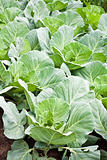 Many green cabbages