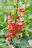 Red unripe currant on bush