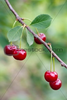 Red sweet cherries on a branch