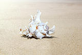 Shell on sand