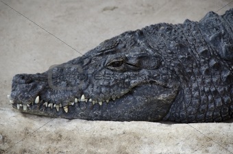 Portrait of a nile crocodile 
