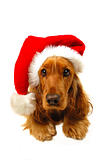 Christmas puppy with Santa hat