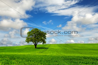 Tree and green landscape