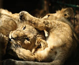 Asian Lion Cubs