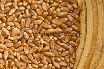 Wheat Triticum aestivum