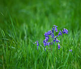 Bluebells and grasses