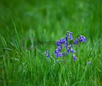 Bluebells and grasses