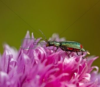Malachite Beetle