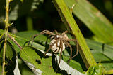 Wolf Spider with Egg Sac