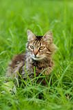 gray cat on a background of green grass