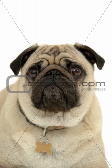 Sad pug dog face
