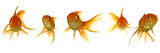 Goldfish lokking
