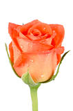 Beautiful orange rose flower