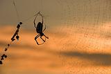 Orbweb spider (arachnid)