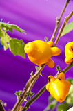 Solanum mammosum 