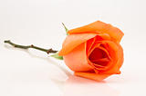 orange rose isolated