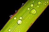 green with drops