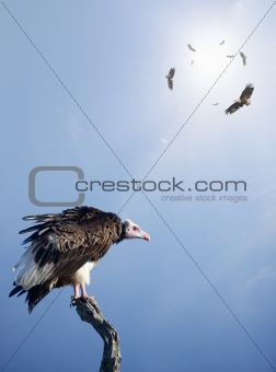 Conceptual - Vultures waiting to prey on innocent victims