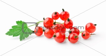 Sprig of red currant with leaf