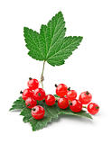 Branch of red currants with leaves