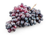 Branch of black grapes