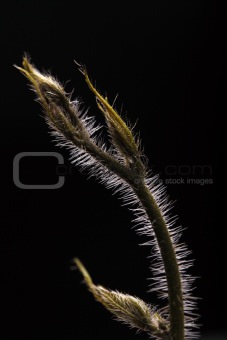 Young climber with bristles on black