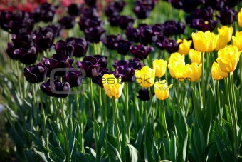 Yellow and vinous tulips
