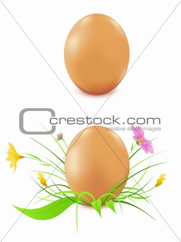 hen's eggs on a white background