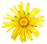 One yellow flower of dandelion isolated on white background