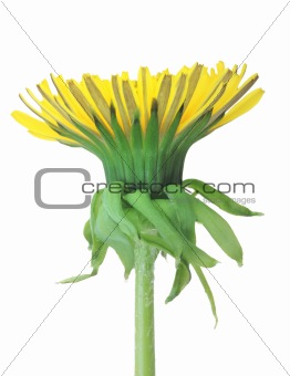 One yellow flower of dandelion isolated on white background