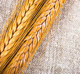 wheat isolated on rough cloth background