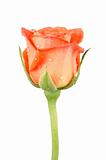 Orange rose flower