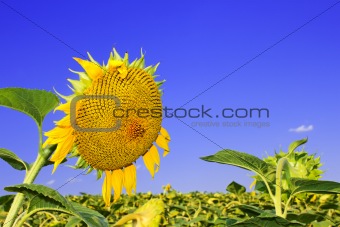 Ripening sunflower head 