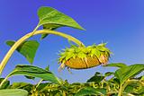 Sunflower head during ripening