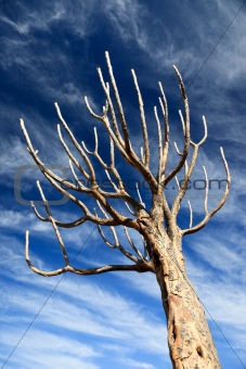 Tree against a blue sky 