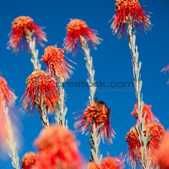 Red Desert plant in South Africa  - Square