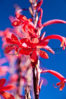 Tropical red flower against a blue sky