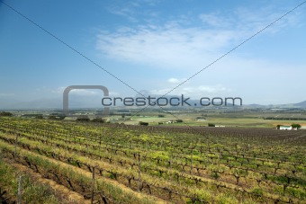 Vineyard or winery in South Africa