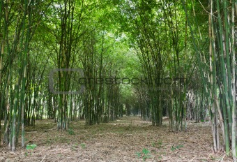 Bamboo trees 