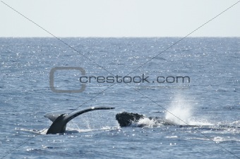 Tail and head Humpback Whale