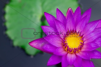Purple lotus (Water Lily)
