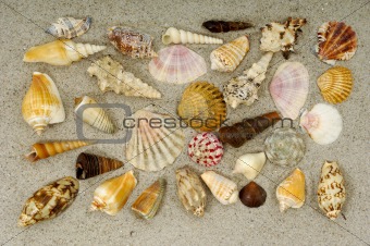 Shell collection in sand