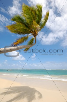 Palm hanging over exotic caribbean beach