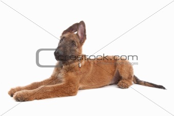 Belgian Shepherd Dog ,Laekenois
