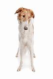 Borzoi or Russian Wolfhound