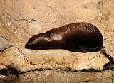  Seal resting on a rock